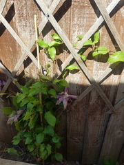 Clematis isnt growing great..any ideas photo attached