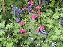 Why hasn't my honesty flowered?