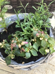 Help me save my plants!!! *pics attached