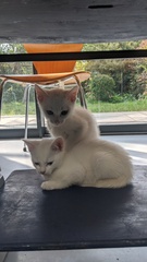Switching kitten food to Hills