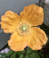 Any Witches Here? Part 11