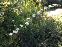 Please can you name this shrub?