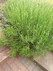 Plant identification...