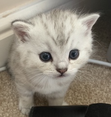 To really not understand why people are OK with cats