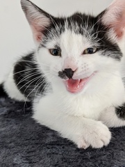 Cat/kitten photos.