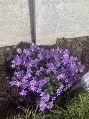 New gardener - what am I doing wrong?