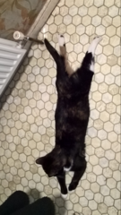 What's your DCat up to today? (Thread 7!)