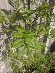Plant identification