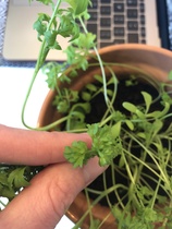 Help me identify this plant