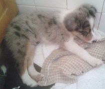 To think that puppies should be illegal?
