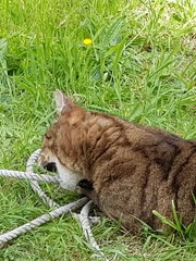 Thug Cat part 2. What, has this thing appeared again tonight?