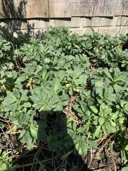 Another plant ID pretty please