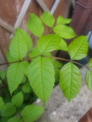 Anyone know what this plant is?