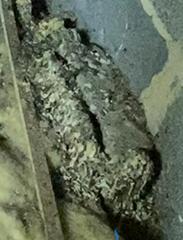 What on earth is this in my attic?