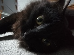 Cat/kitten photos.