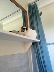 Cat/kitten photos.