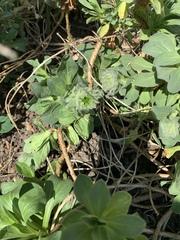Another plant ID pretty please