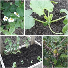Allotment/Veg Patch Thread 15 - will winter ever end?