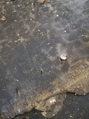 Does anyone know what this stuff is under my carpet?