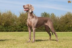 silver labradors