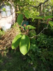 Help me heal my tree! Pics included.
