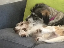 Did I buy a puppy farm pup?