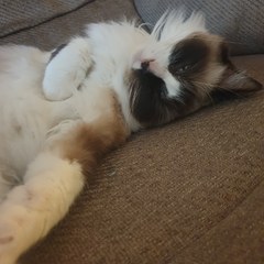Cat/kitten photos.