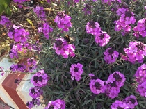 AIBU to remind everyone to help save bees?