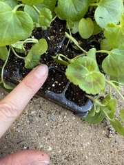 Are these medium geranium plants or have I been ripped off?