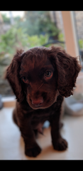To think that puppies should be illegal?