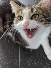 Cat/kitten photos.