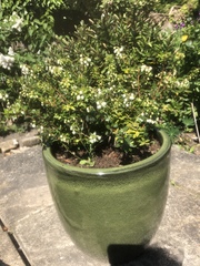 Plant ID please?