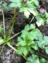 Plant ID help