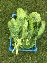 Allotment/Veg Patch Thread 15 - will winter ever end?