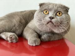 Les Parisiennes des Mamansnet: Ce n'est pas bon de faire du lèche-vitrines avec de l'argent en poche