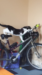 Tell me what I need to know about being a cat owner please!