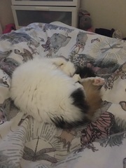 Cat/kitten photos.