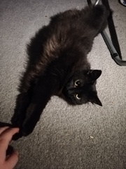 Cat/kitten photos.
