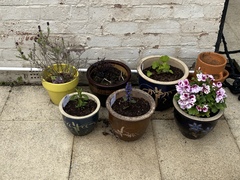 New to gardening, what’s going on in my little garden today.