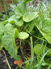 Why hasn't my honesty flowered?