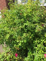 Rose bush I.D please