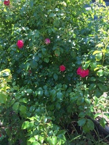 Rose bush I.D please