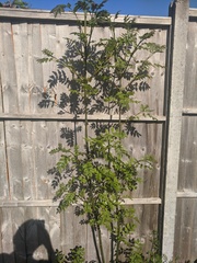 Plant identification