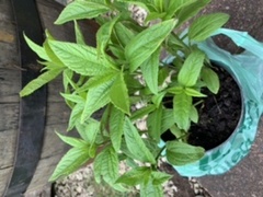 Novice gardener-what is this plant.