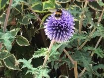 AIBU to remind everyone to help save bees?