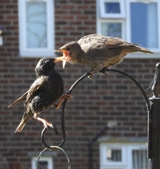 Help. My neighbours seem to be feeding 5000 starlings