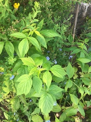 Anyone know what this is