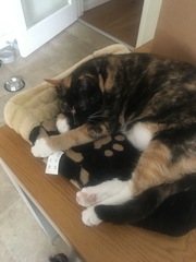 Cat/kitten photos.