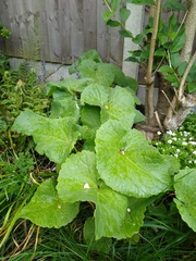 Why hasn't my honesty flowered?