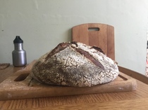 Calling sourdough starter experts!